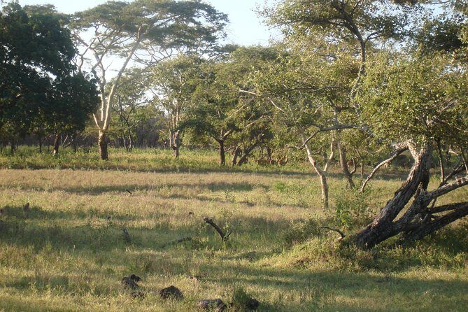 Baluran Trip - FAQs