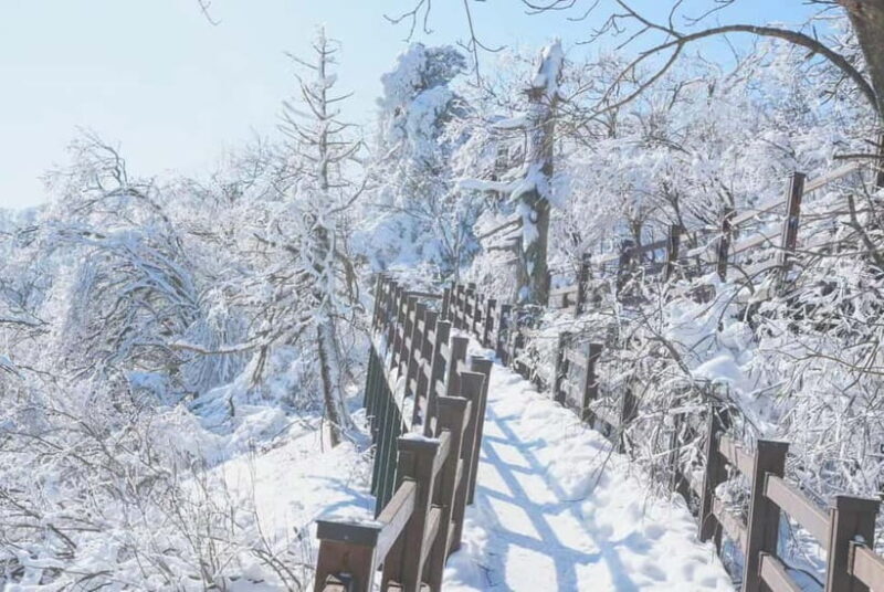 Balwangsan Cable Car & Samyang Ranch One Day Tour - An In-Depth Look at the Tour Experience