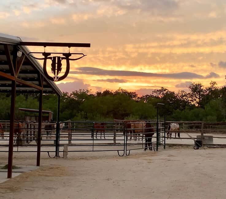 Bandera: Ranch Visit with Longhorns and Horses - An Introduction to Bandera’s Cowboy Spirit