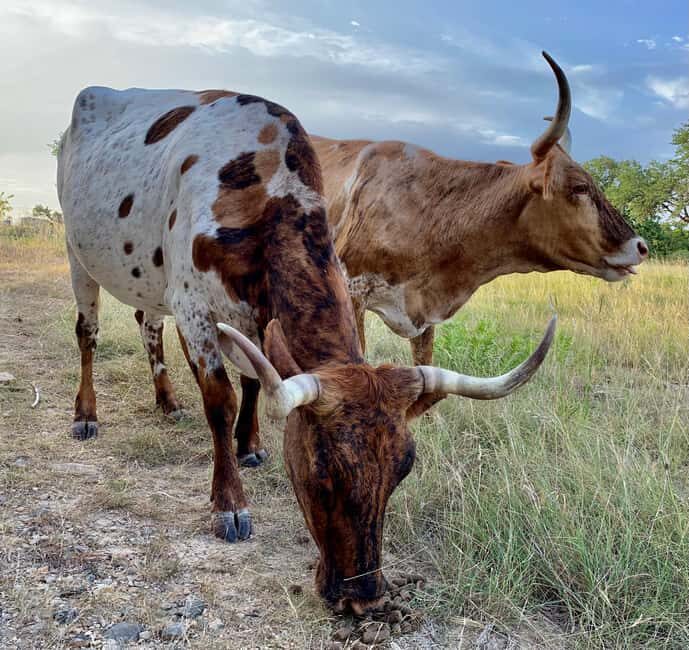 Bandera: Ranch Visit with Longhorns and Horses - What Does the Price Include?