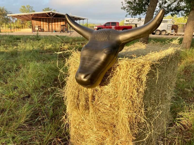 Bandera: Ranch Visit with Longhorns and Horses - Who Would Love This?