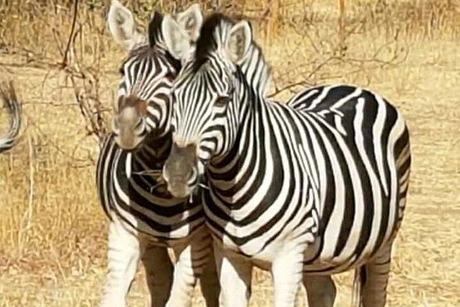 Bandia Animals Reserve combined With The Pink Lake - An In-Depth Look at the Tour Experience