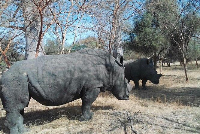 Bandia Animals Reserve combined With The Pink Lake - Who Will Love This Tour?