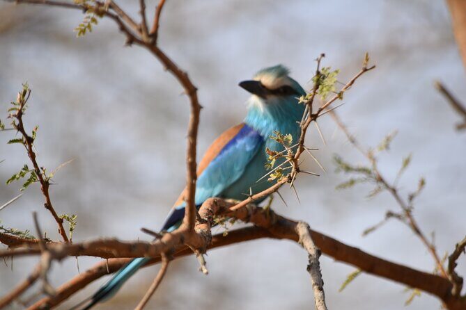 Bandia Park Safari (Minimum 2 Participants) - The Itinerary in Detail