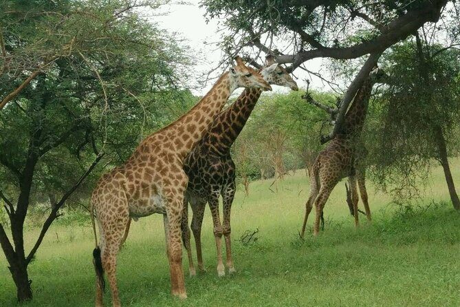 Bandia Park Safari (Minimum 2 Participants) - Who Would Enjoy This Tour?