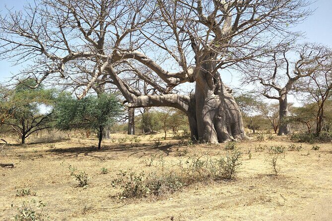 Bandia Park Safari (Minimum 2 Participants) - FAQ