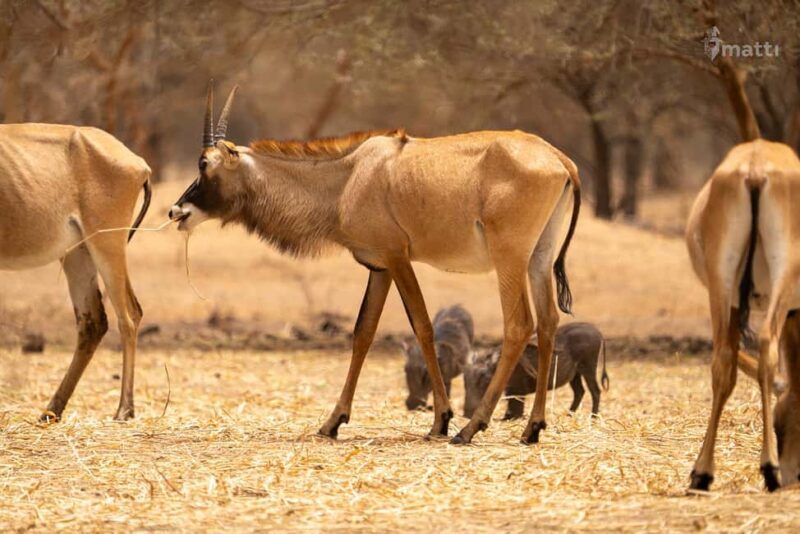 Bandia Wildlife Reserve and Pink Lake Tour - Key Points