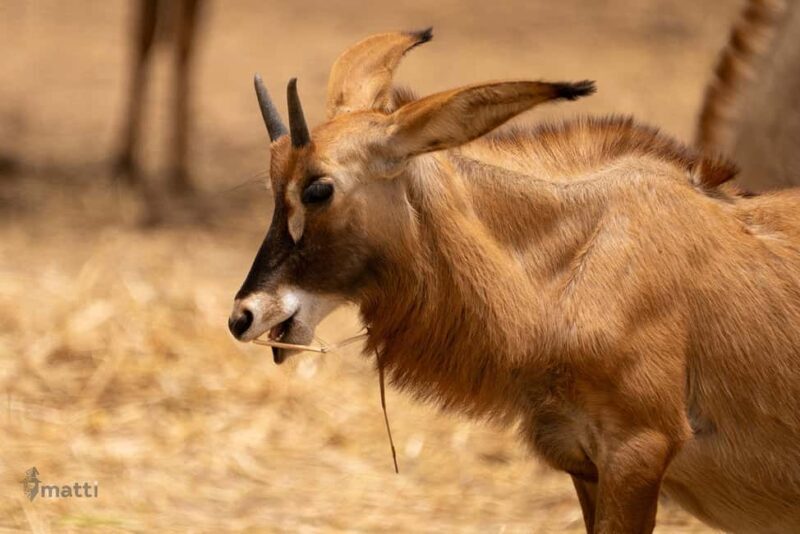 Bandia Wildlife Reserve and Pink Lake Tour - An In-Depth Look at the Tour