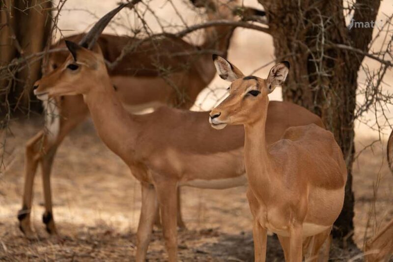 Bandia Wildlife Reserve and Pink Lake Tour - Frequently Asked Questions (FAQs)