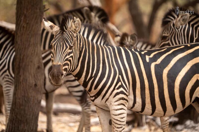 Bandia Wildlife Reserve and Pink Lake Tour - Final Thoughts