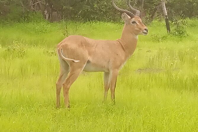 bandia wildlife reserve private- minimun 2 people to book it - Reviews: What Others Have Said