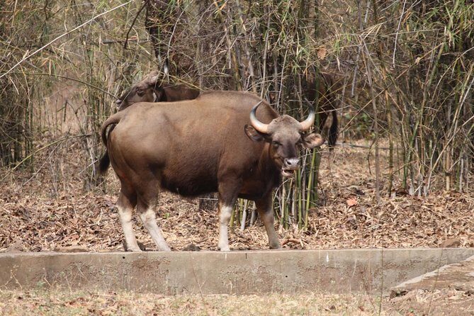 Bandipur Tiger Reserve with Somnathpur Temple Tour - FAQs