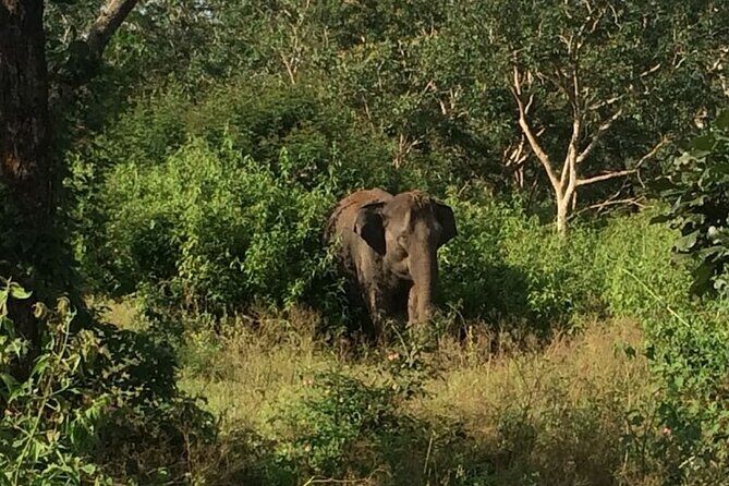 Bandipur wildlife and Mysore experience in 2 days from Bangalore - A Closer Look at the 2-Day Itinerary