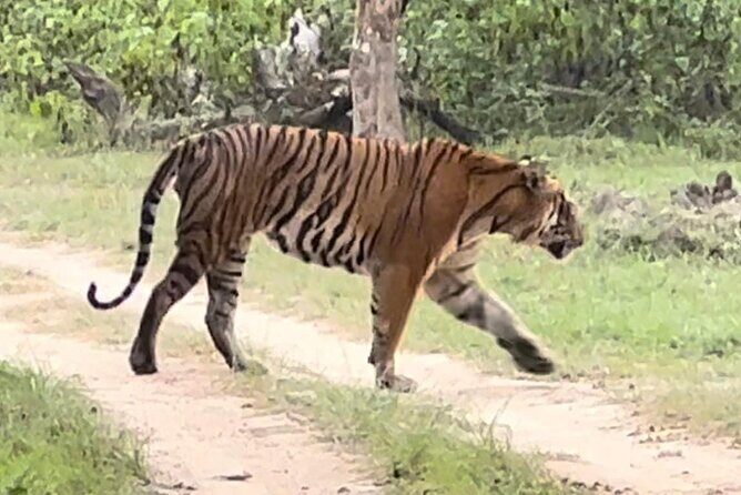 Bandipur wildlife and Mysore experience in 2 days from Bangalore - The Sum Up