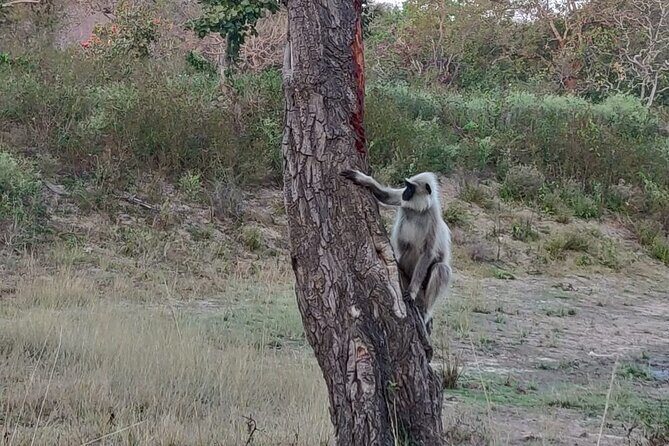 Bandipur wildlife and Mysore experience in 2 days from Bangalore - FAQs