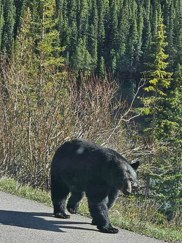 Banff and Yoho Winter Wonderland Private Tour - Who Is This Tour Best For?