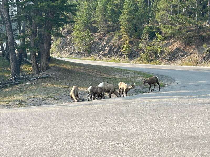Banff/Calgary: Private Tour of Banff and Yoho National Parks - Final Thoughts