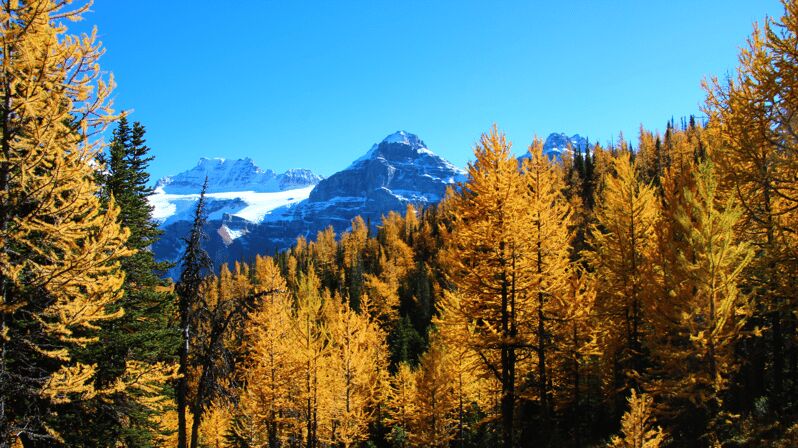 Banff/Canmore: Larch Valley & Moraine Lake - Breaking Down the Cost and Experience