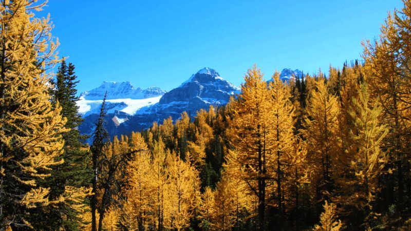Banff/Canmore: Larch Valley & Moraine Lake - FAQs