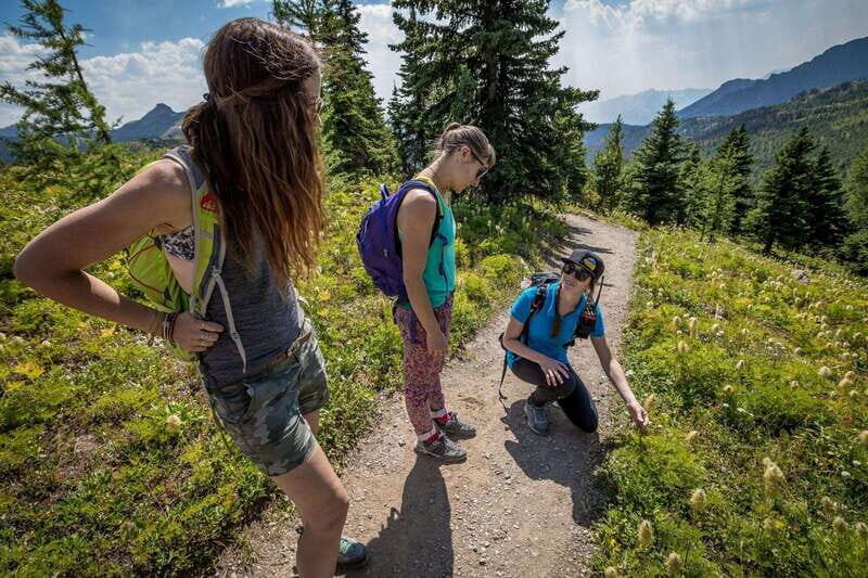Banff: Edible and Medicinal Plants Nature Walk - An Overview of the Experience