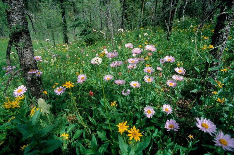 Banff: Edible and Medicinal Plants Nature Walk - Final Verdict