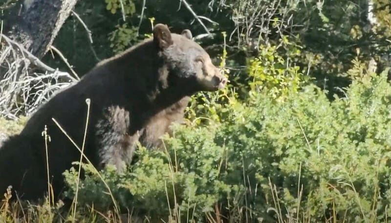 Banff: Evening Wildlife Safari Guided Tour - Wildlife Sightings and the Reality
