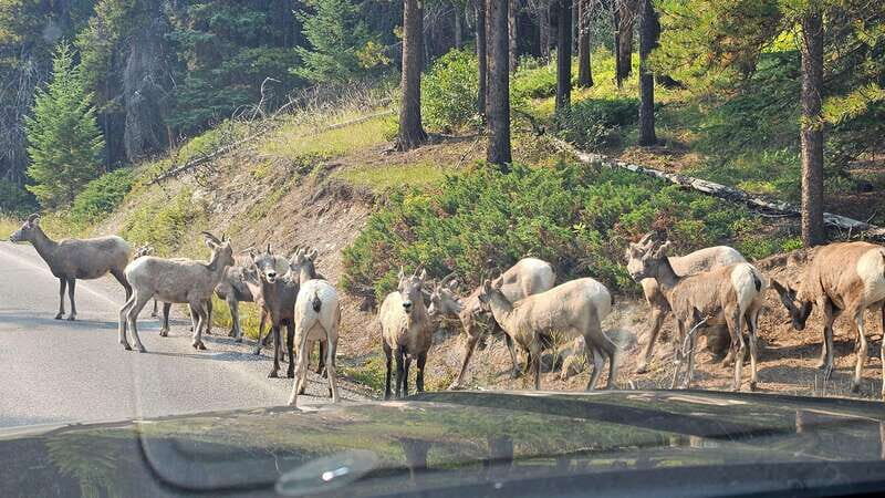 Banff: Evening Wildlife Safari Guided Tour - Real Travelers’ Perspectives