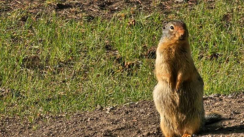 Banff: Evening Wildlife Safari Guided Tour - The Value of the Experience