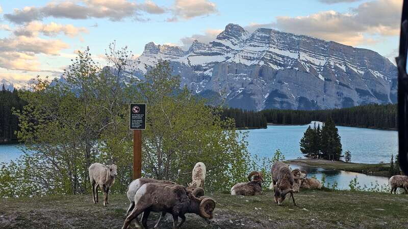 Banff: Evening Wildlife Safari Guided Tour - Who Should Consider This Tour?