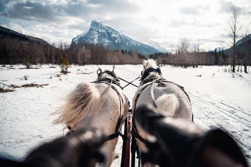 Banff: Family Friendly Horse-Drawn Sleigh Ride - Summary of Reviews and Feedback