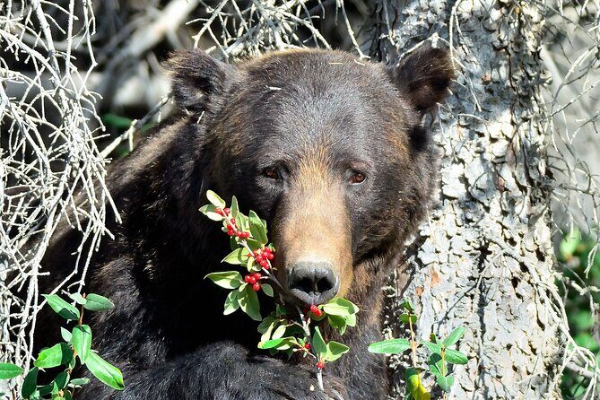 Banff Guided Nature Walk with Bear Country Safety Tips - Key Points