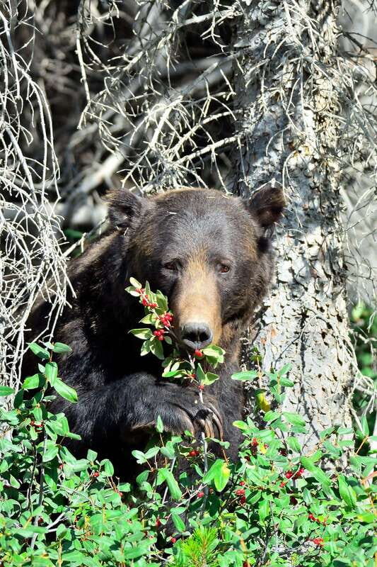 Banff: Guided Nature Walk with Bear Country Safety Tips - What is the Guided Nature Walk in Banff All About?