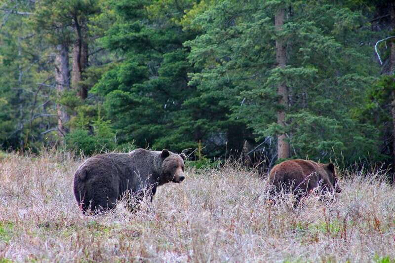 Banff: Guided Nature Walk with Bear Country Safety Tips - What to Expect and How to Prepare