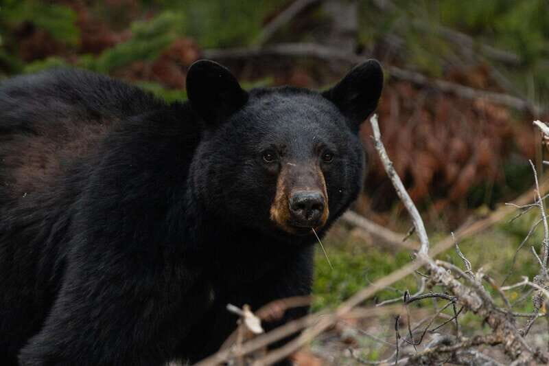 Banff: Guided Nature Walk with Bear Country Safety Tips - Authentic Encounters and Practical Learning