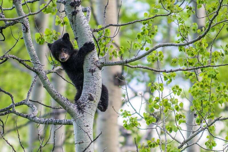 Banff: Guided Nature Walk with Bear Country Safety Tips - Final Thoughts