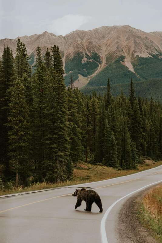Banff: Guided Nature Walk with Bear Country Safety Tips - FAQs