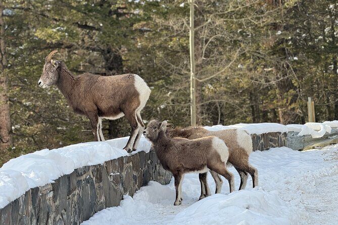 Banff Highlights: Moraine Lake, Lake Louise and beyond - Final Thoughts