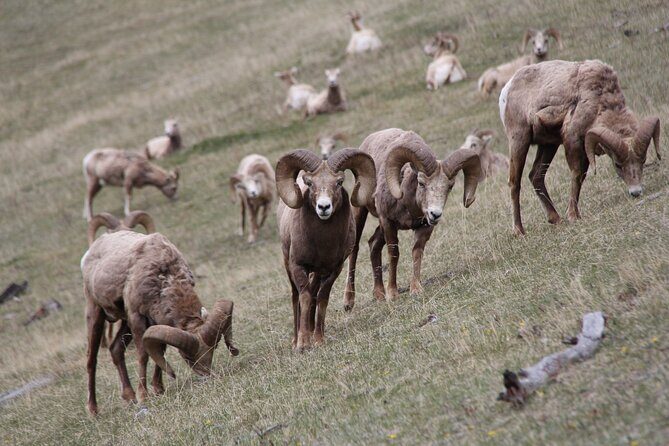 Banff Highlights & Wildlife | Award-Winning Small Group Adventure - Why You Should Consider This Tour