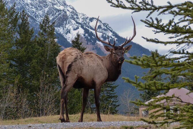 Banff Highlights & Wildlife | Award-Winning Small Group Adventure - Pricing and Value