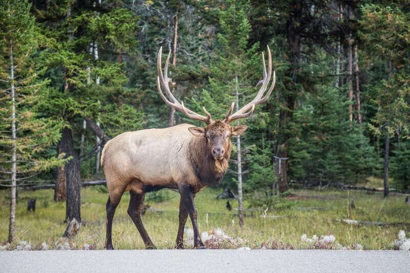 Banff: Journey to the Heart of the Canadian Rockies (2 Days) - Final Words
