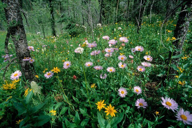 BANFF Medicinal and Edible Plants Nature Walk - 2 Hours - The Sum Up