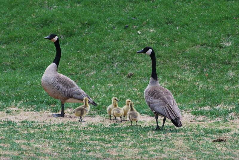 Banff National Park PRIVATE SAFARI and Nature Walk - 3.5H - Practical Details and Considerations