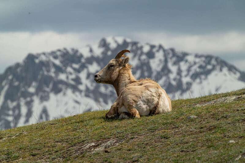Banff National Park PRIVATE SAFARI and Nature Walk - 3.5H - The Sum Up: Who Will Love This Tour?