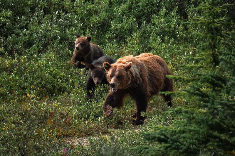 Banff National Park PRIVATE SAFARI and Nature Walk - 3.5H - FAQs