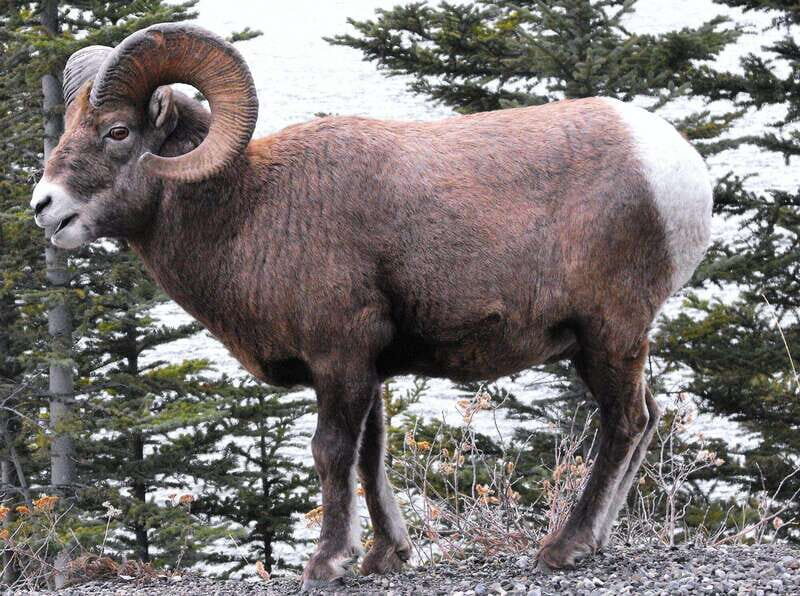 Banff PRIVATE Guided Nature Walk + Transportation - 2.5H - Final Thoughts: Is It Worth It?