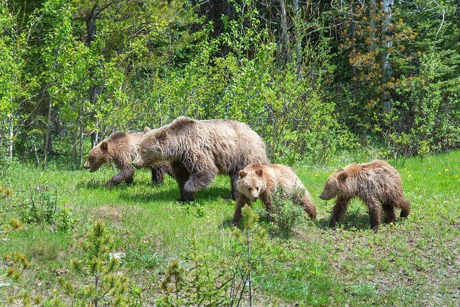 Banff PRIVATE Safari Drive and Custom Nature Walk -4H - Final Thoughts
