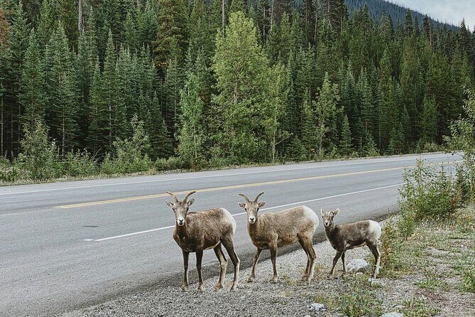 Banff Sightseeing Tour - Exploring the Banff Sightseeing Tour: The Perfect Day Trip from Calgary