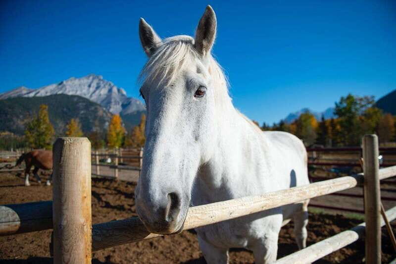 Banff: Wagon Ride with Cowboy Cookout BBQ - An In-Depth Look at the Experience