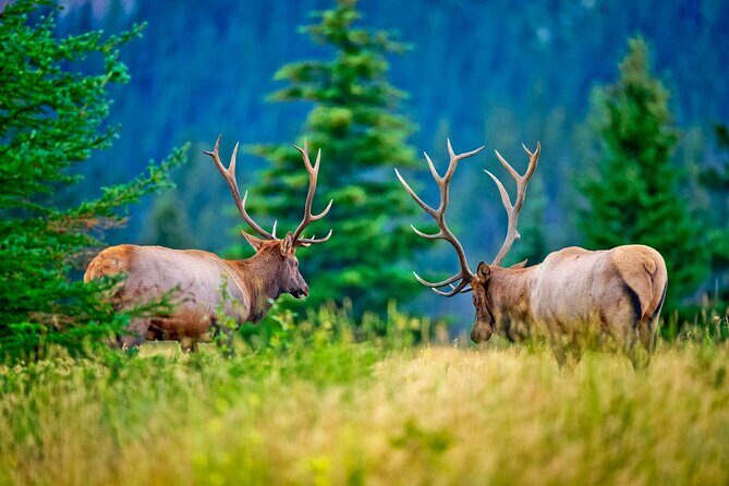 Banff Wildlife Explore and Johnston Canyon Hiking Tour - Key Points