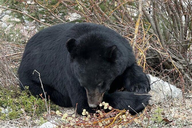 Banff Wildlife Explore and Johnston Canyon Hiking Tour - Exploring the Scenic Highlights